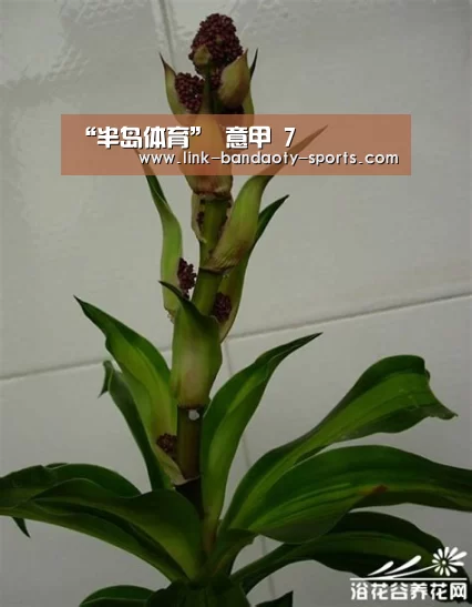“半岛体育”
意甲 7(图2) 半岛体育